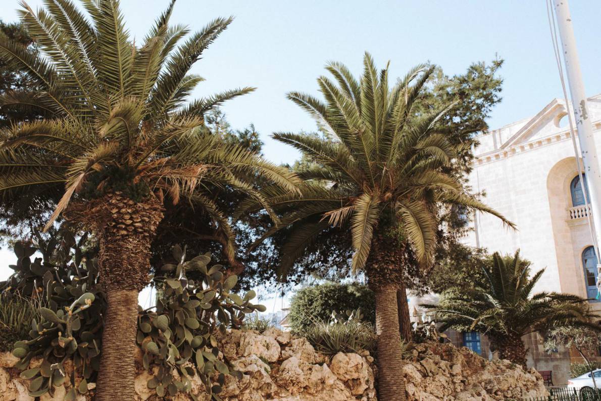 Palmen auf Malta